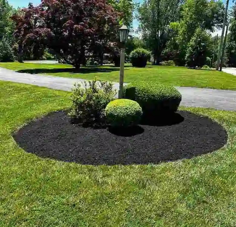bushes on mulch