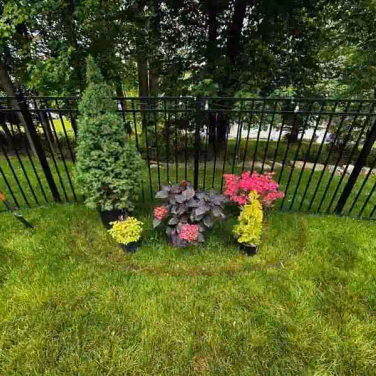 bushes and flowers