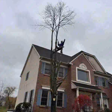 worker cutting tree