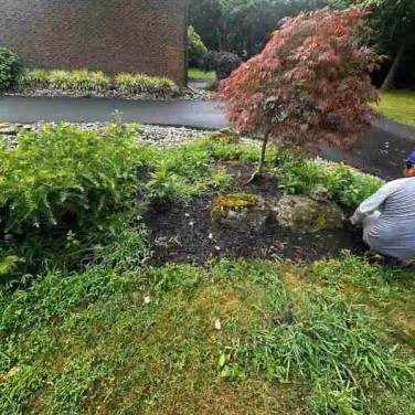 bushes on yard