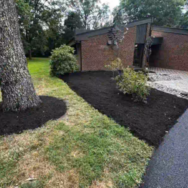 trees on mulch