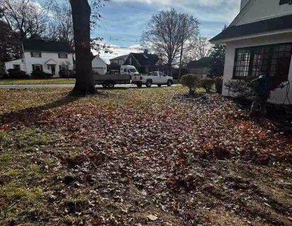 leaves on yard