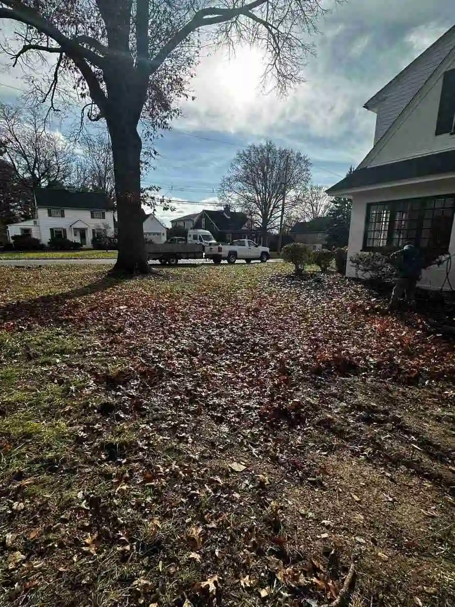 leaves being cleared