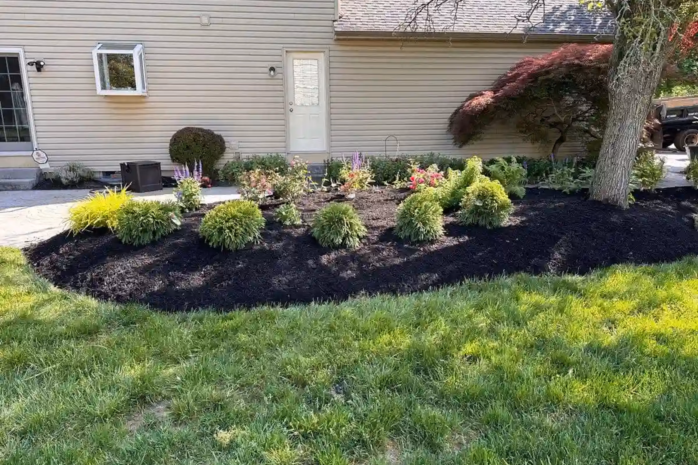 yard with bushes