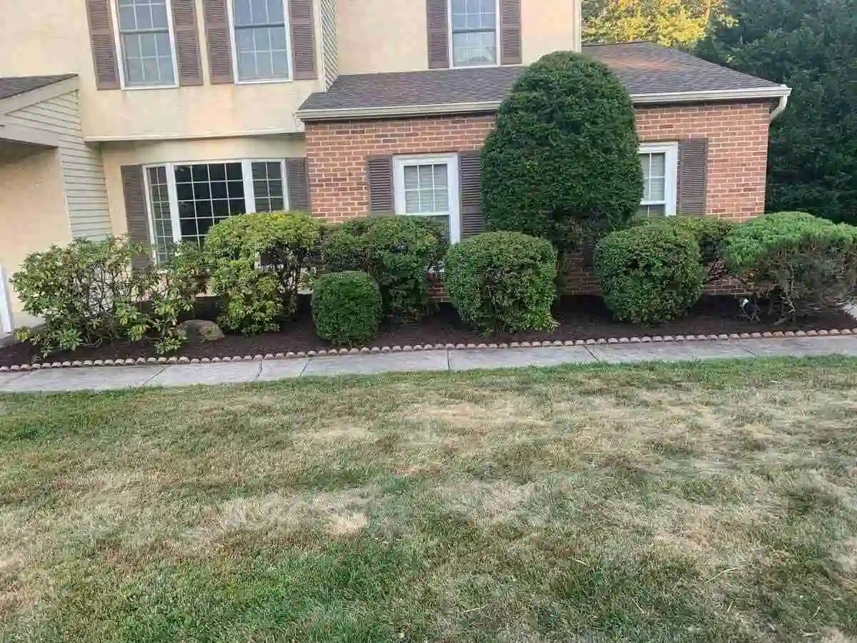 yard infront of house